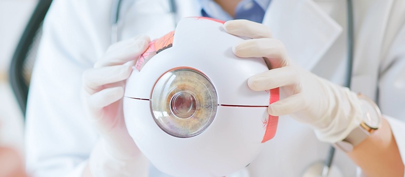Ophthalmologist holding anatomical eye model for patient education.