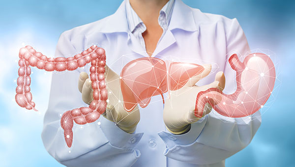 Doctor holding digital 3D models of liver, stomach, and intestines representing gastroenterology treatment
