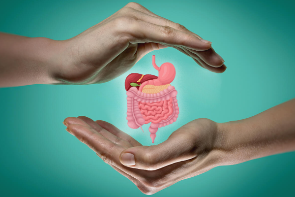  Hands forming a shield around stomach, liver, and intestines symbolizing digestive system care