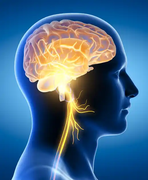 3D medical illustration showing human brain with highlighted nerves in neurology concept.