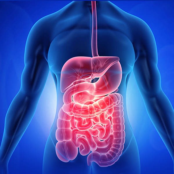 3D anatomy of digestive system showing stomach, intestines, and liver highlighting gastrointestinal health