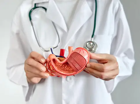 Doctor showing stomach model for gastrointestinal care and treatment at Vasavi Hospitals Bangalore.