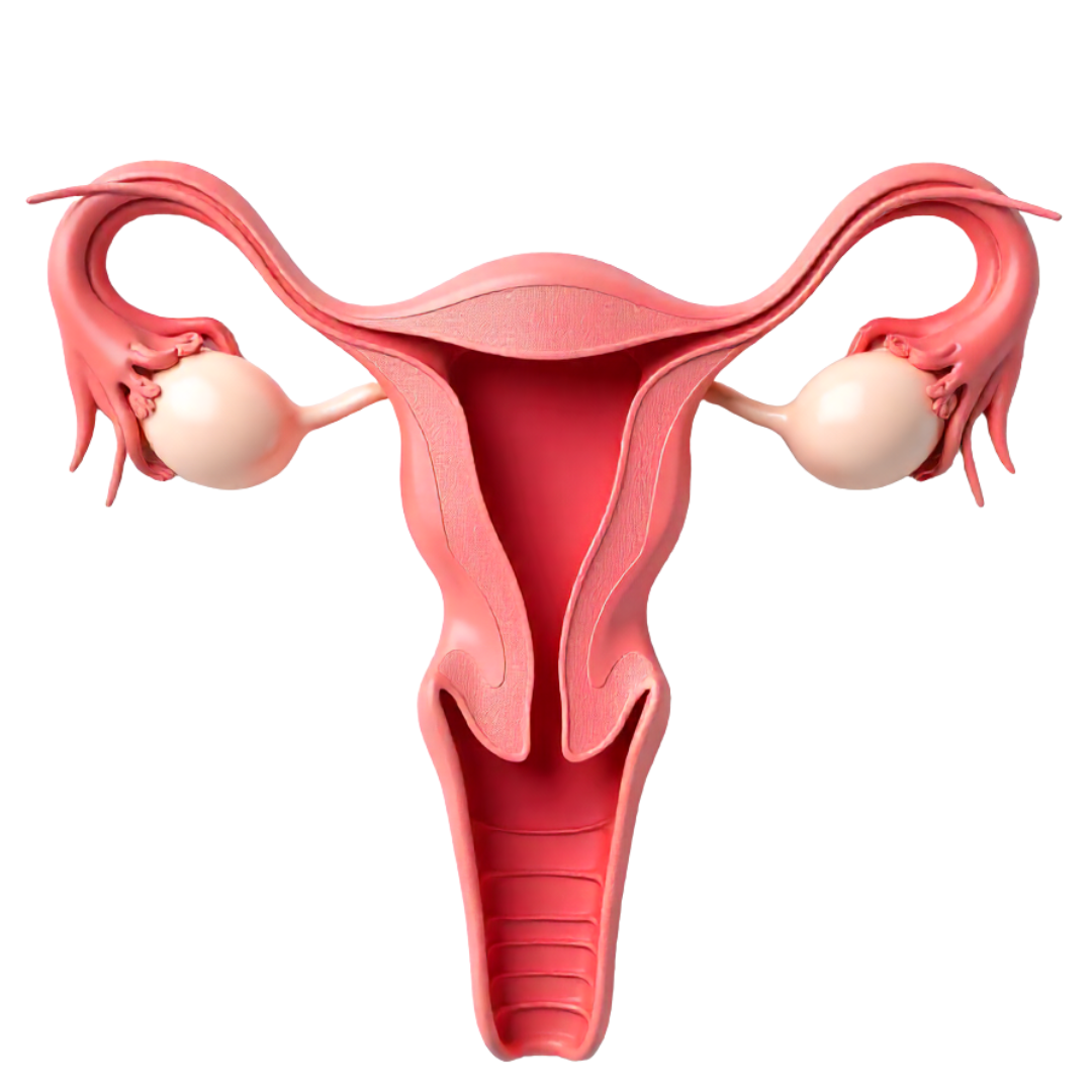 3D illustration of female reproductive system showing uterus and ovaries